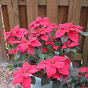 Picture 009